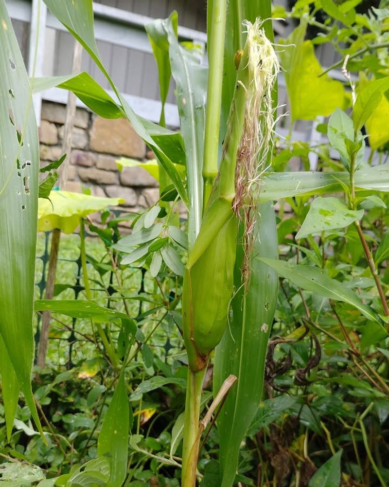 Corn That Towers And Steals Sunlight