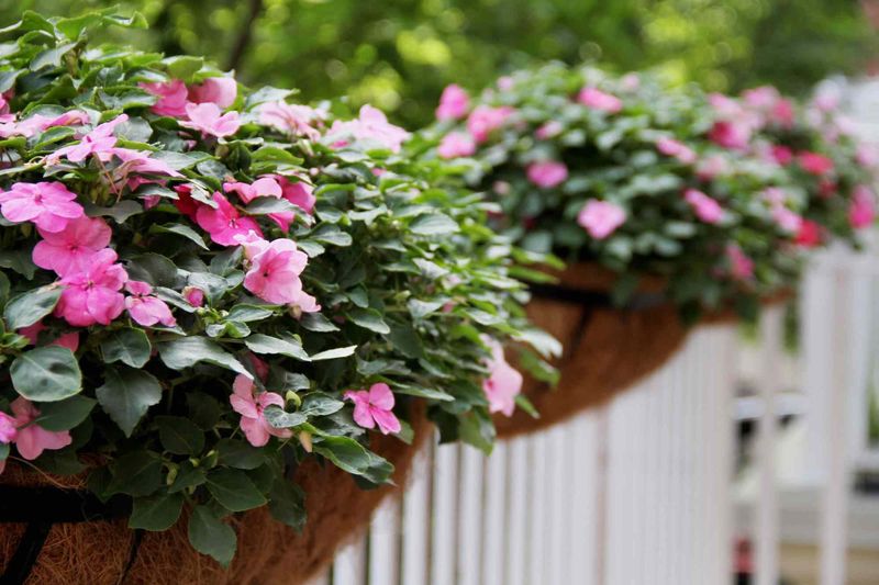 Impatiens (Traditional Varieties)
