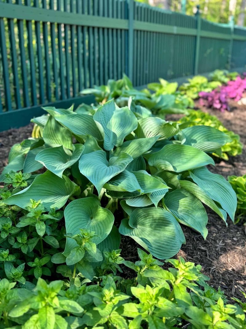 Hostas Benefit From Improved Soil Texture And Moisture