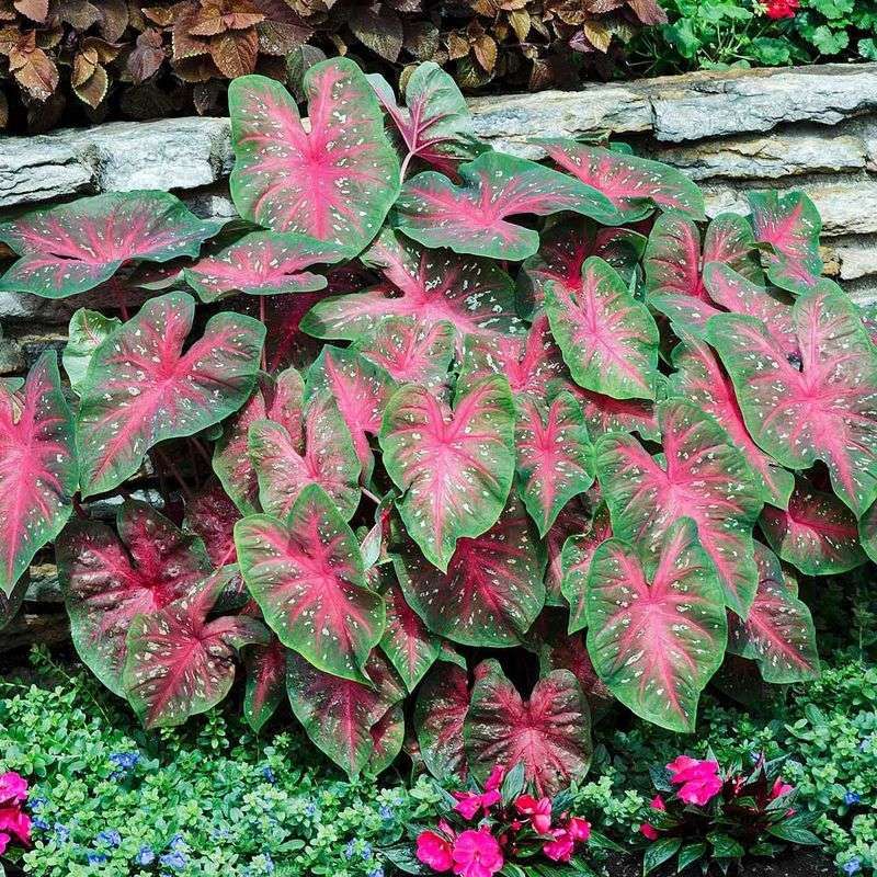 Caladium Brings Color To Low-Light Beds