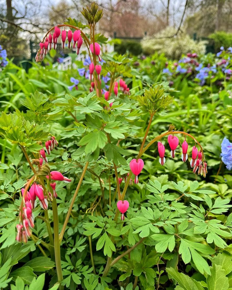 Bleeding Heart Struggles In Heat
