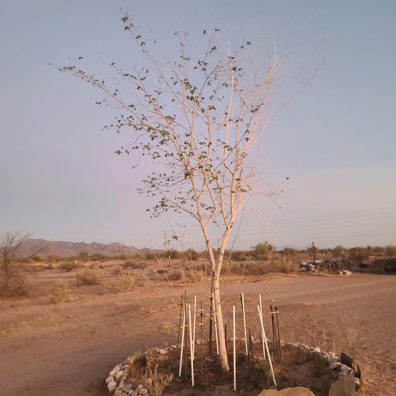 Irrigation For Healthy Roots And Quality Fruit