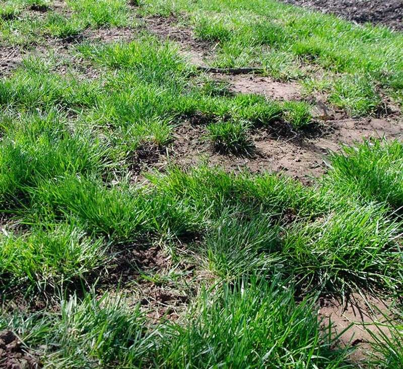 Overseed Thin Or Bare Spots