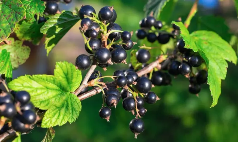 Feed Currants And Gooseberries In Spring For Better Production