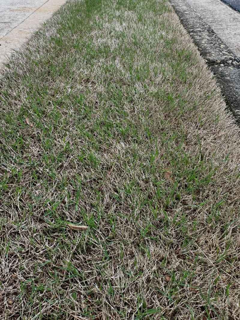 Avoid Fertilizing In Early Spring Before Green Up Begins