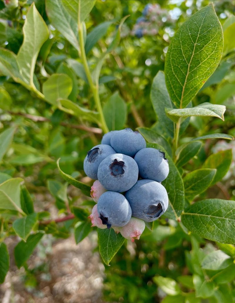 Grow Multiple Varieties For Better Yield