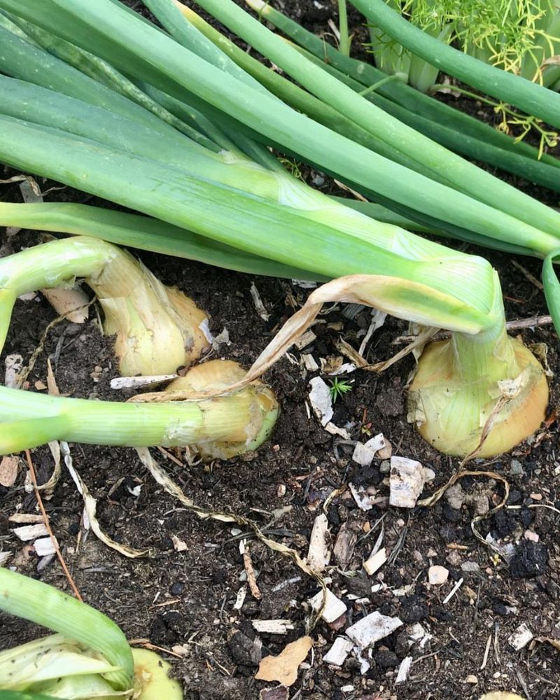 Harvest Based On Bulb Or Green Onion Stage