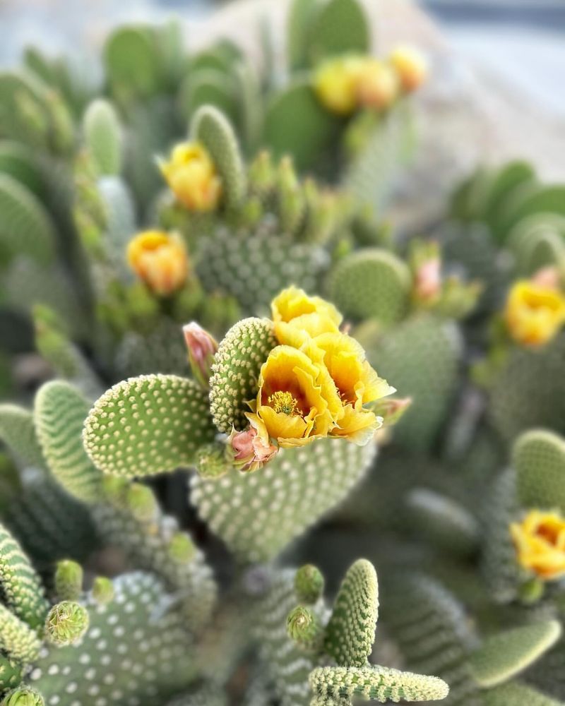 Ensure Plant Maturity And Stay Patient