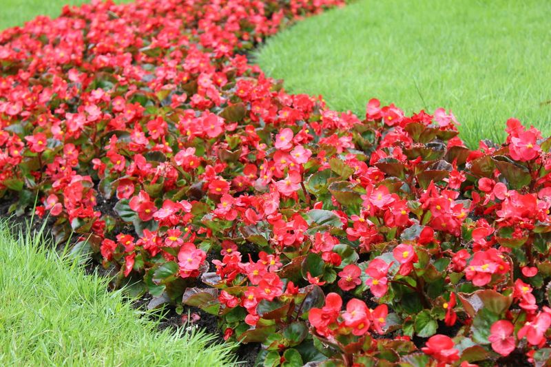 Mulch Beds To Retain Moisture And Reduce Heat Stress