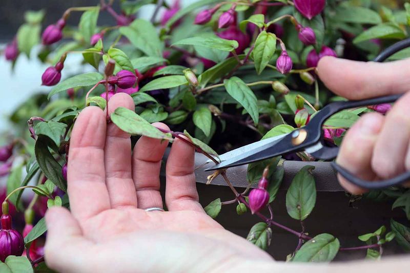 Prune To Encourage Branching Prune To Encourage Branching