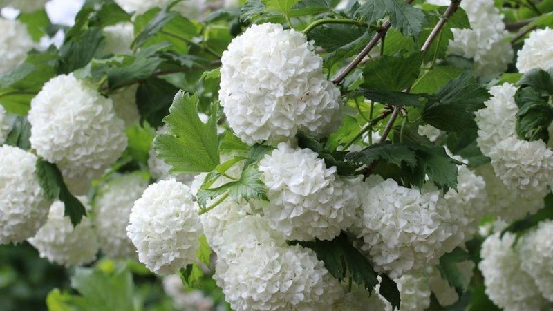 Help Viburnum Push Out Healthier Spring Growth