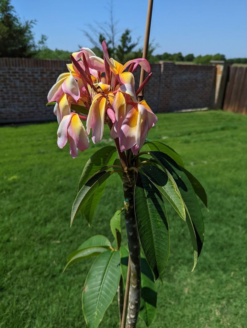 Ignoring Salt Buildup From Irrigation Water