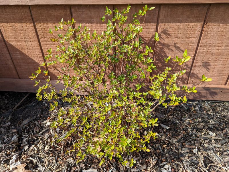 Pruning Spring-Flowering Shrubs Before Bloom Finishes