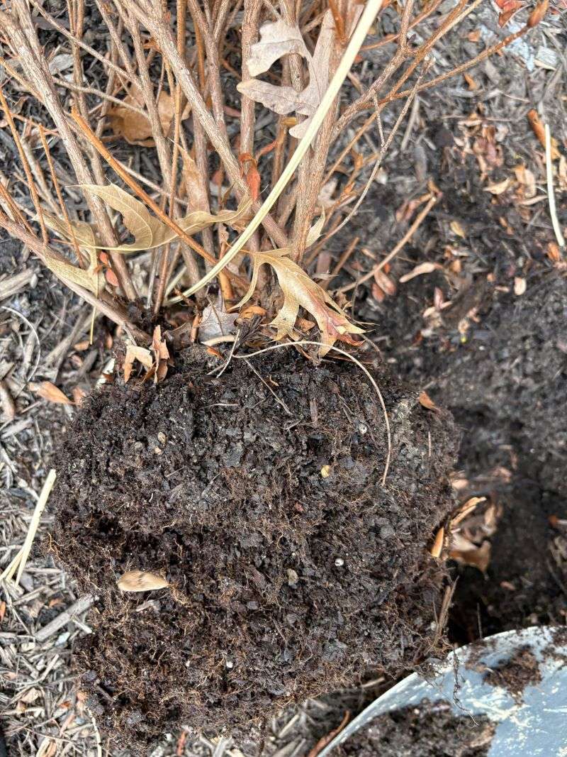Letting Soil Stay Too Wet In Heavy Clay