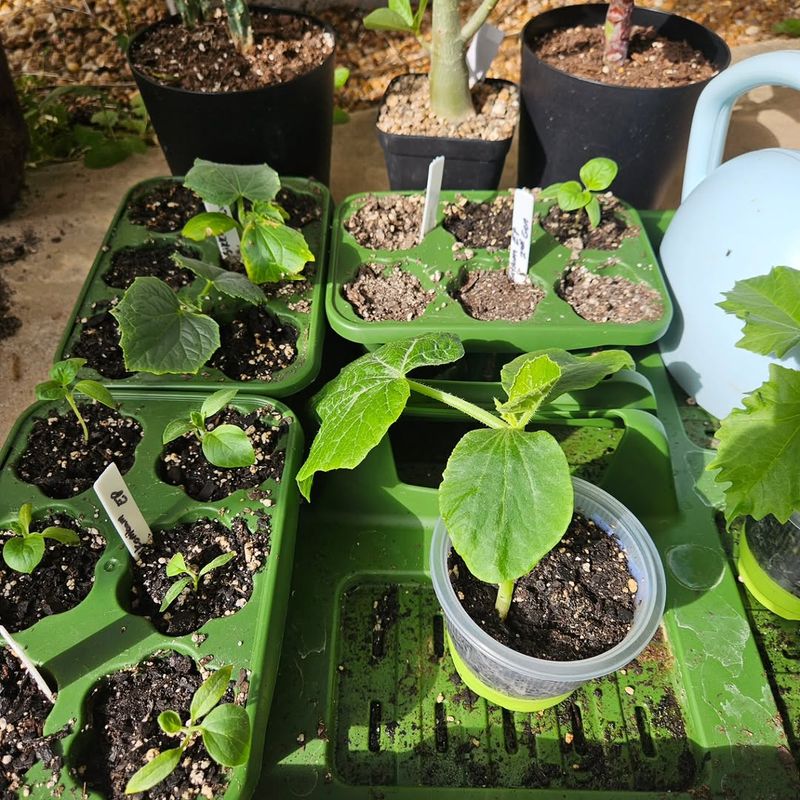 Not Hardening Off Transplants Properly