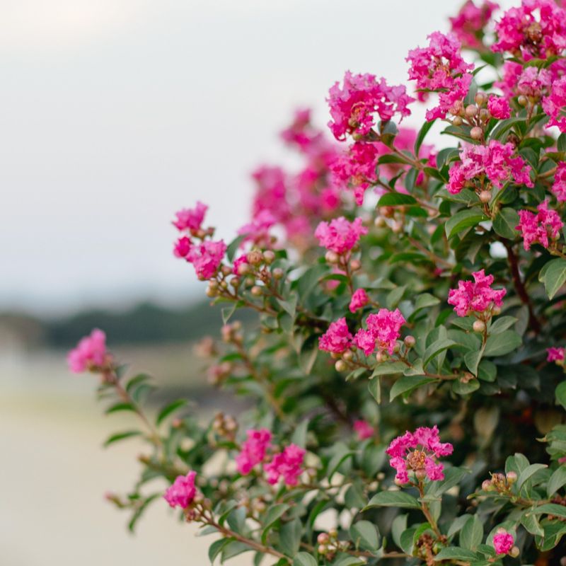 Choosing The Wrong Variety For The Space Causes Issues