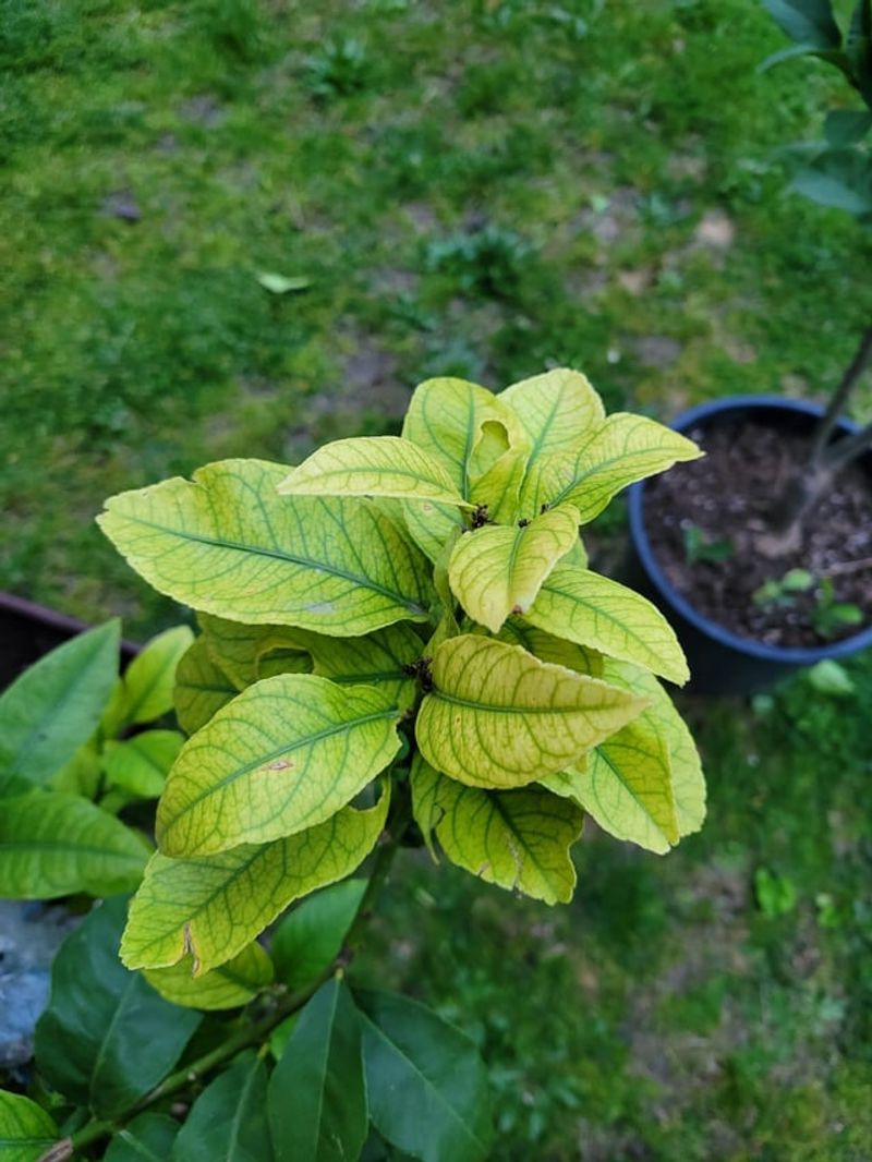 Ignoring Iron Deficiency In Arizona's Alkaline Soil