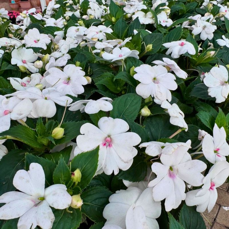 Impatiens (Traditional Varieties)