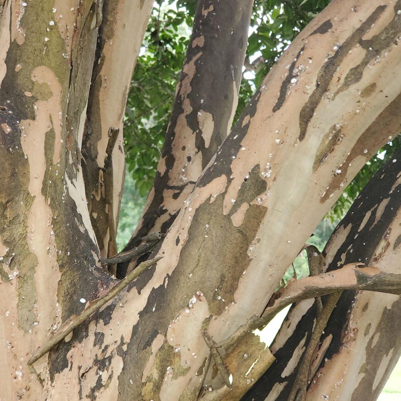 Bark Splitting Or Peeling Beyond Normal Patterns