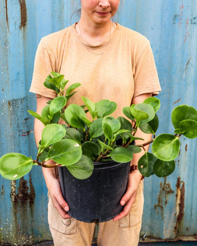 Rubber Plant Adapts Well With Bright, Filtered Sunlight