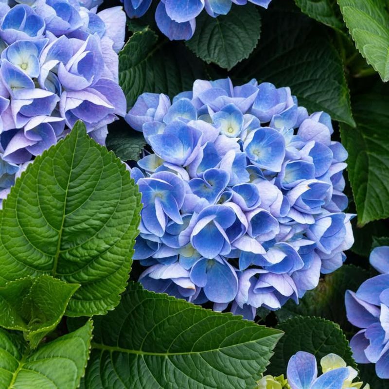 Bigleaf Hydrangea