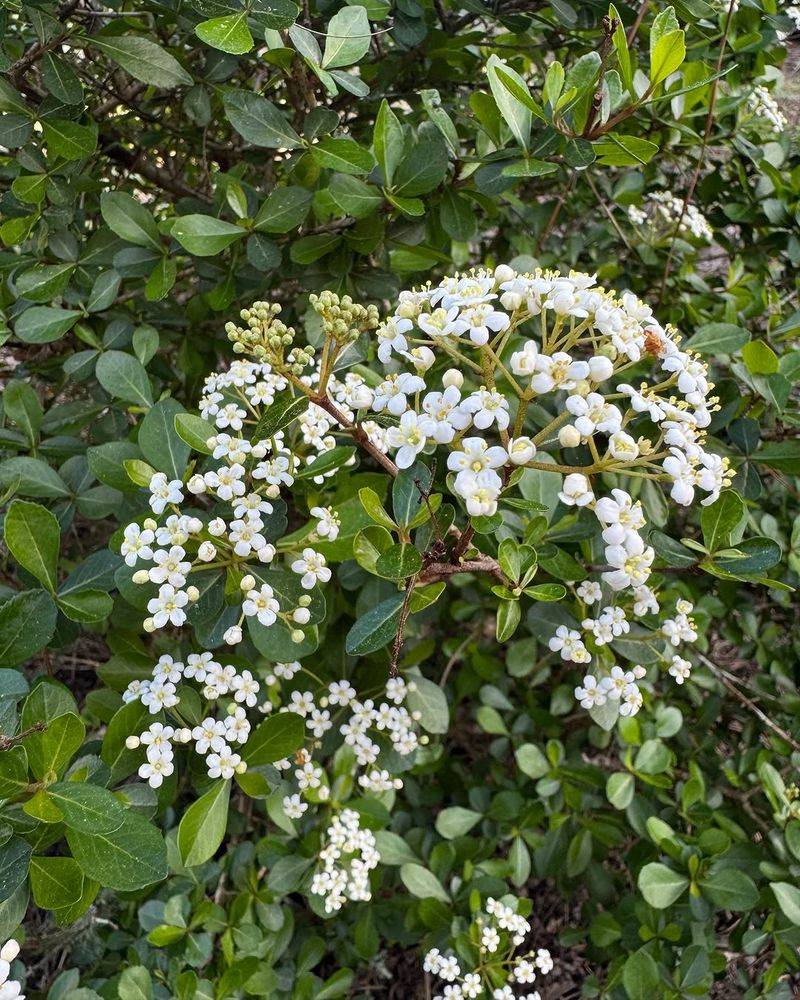 Walter’s Viburnum Creating A Dense, Native Green Screen