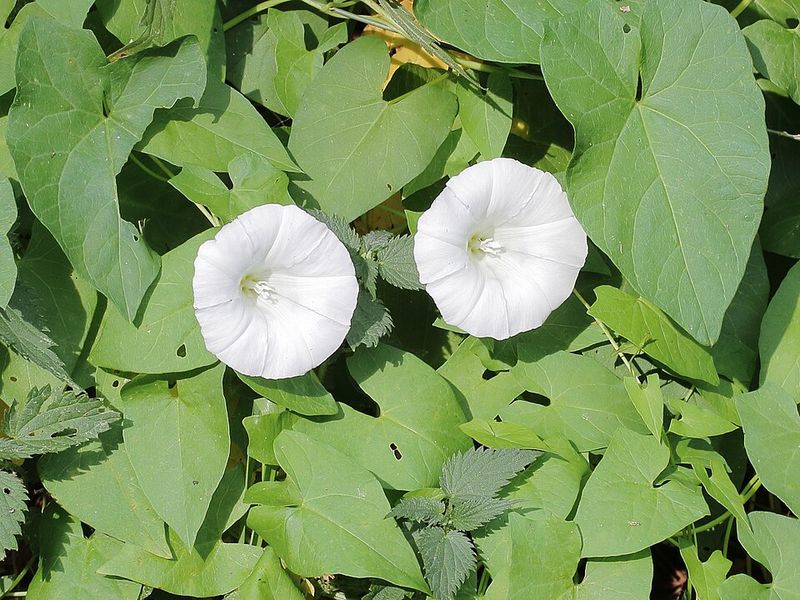Hedge Bindweed Covers And Competes For Space