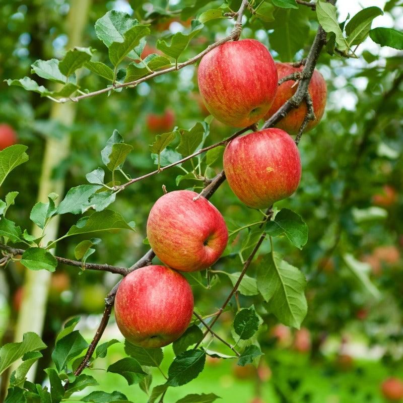Dwarf Apple Trees Produce Sooner In Smaller Spaces