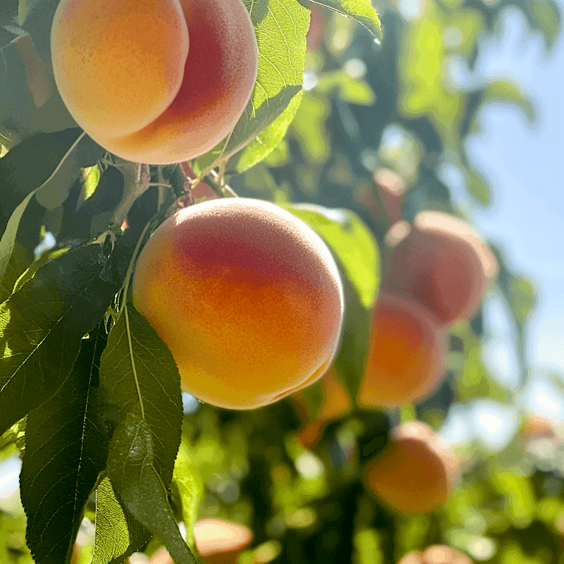 Peach Trees Turn Sunny North Carolina Yards Into Summer Fruit Spots