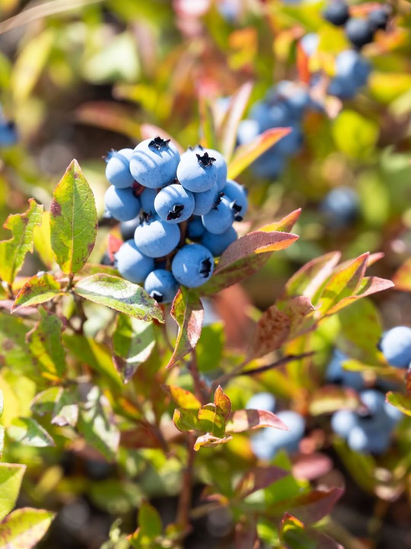 Blueberries Require Acidic Nutrients To Support Healthy Development