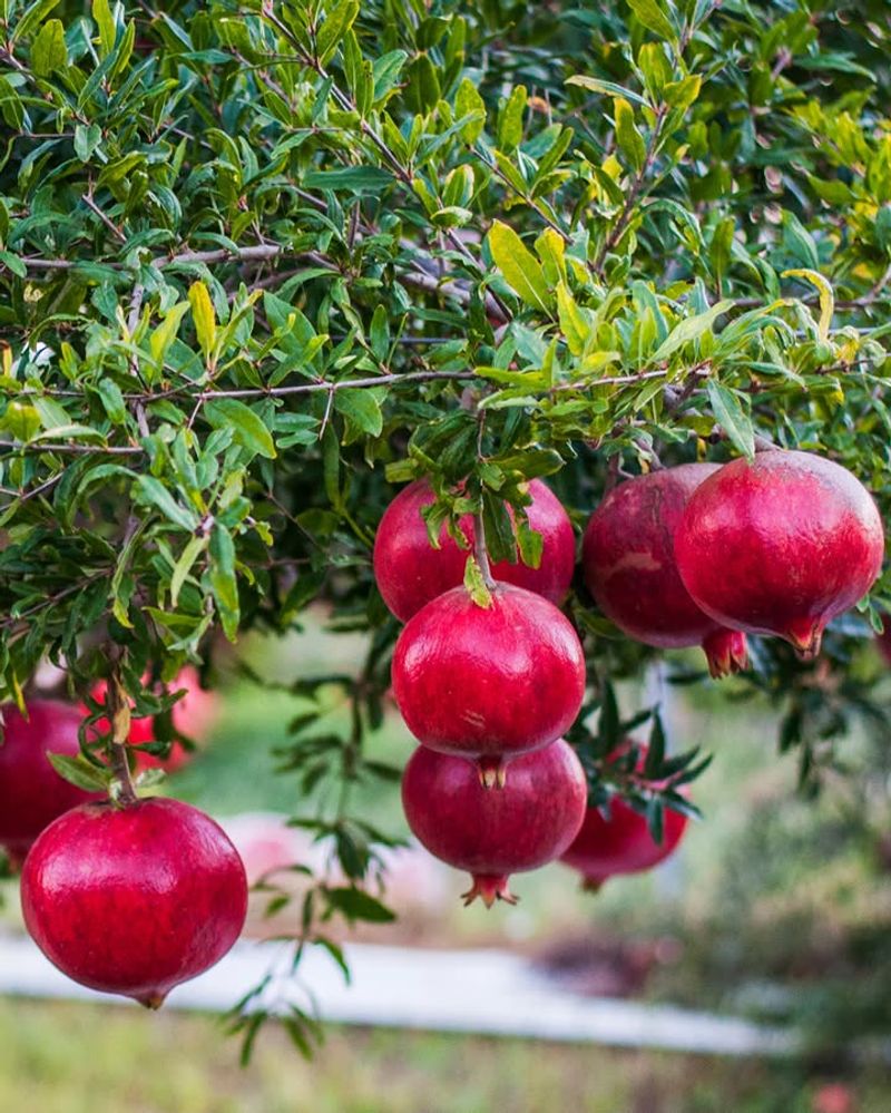 Pomegranate Trees Benefit As Growth Resumes