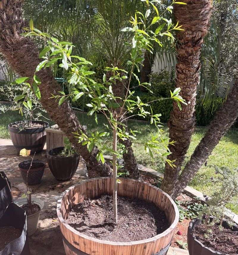 Pomegranate Thrives In Pots With Strong Heat Tolerance