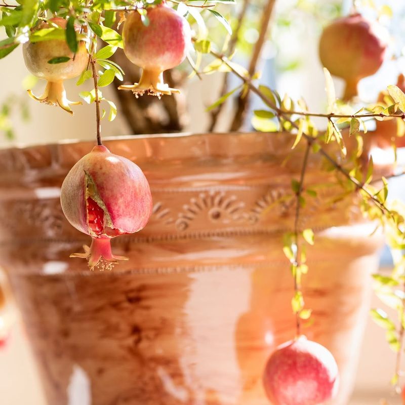 Pomegranates Handle Heat And Occasional Cold Well