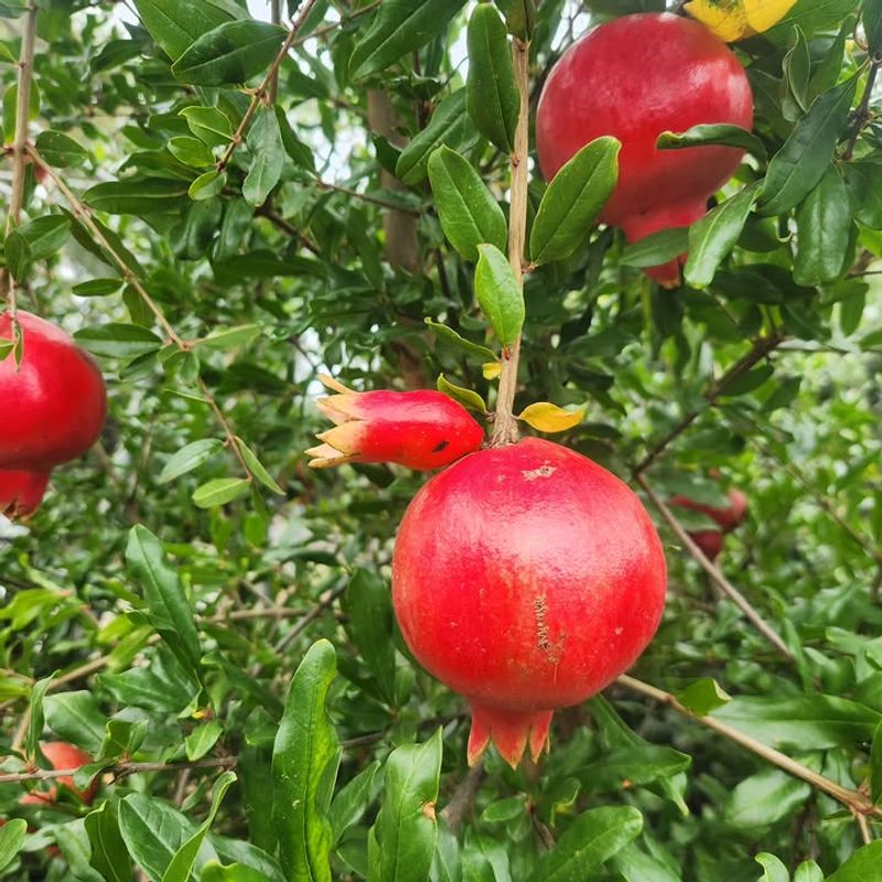 Pomegranates Thrive In Dry Conditions