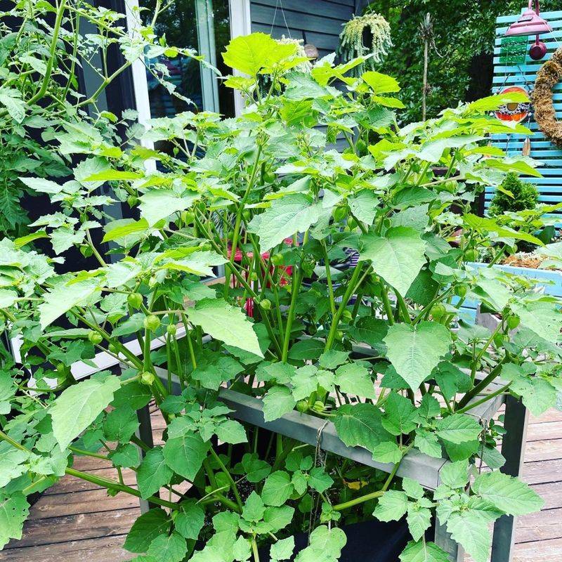Ground Cherries Stay Compact And Produce In Containers
