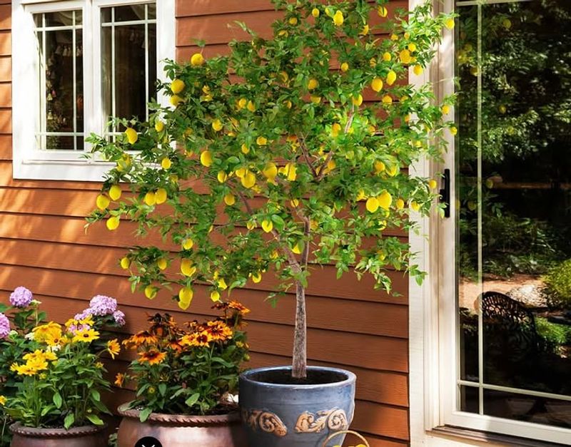 Dwarf Citrus Trees Grow Successfully In Pots With Winter Protection