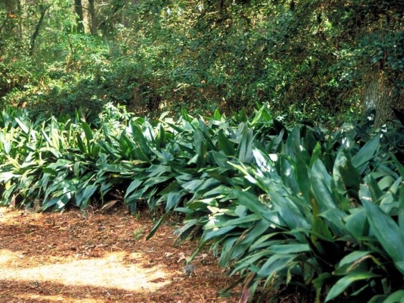 Rely On Cast Iron Plant For No-Fail Greenery