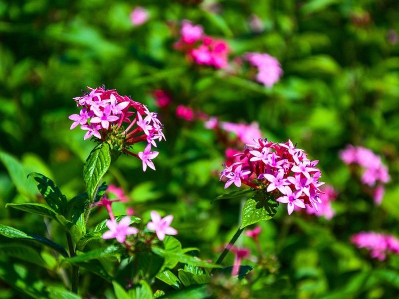 Try Pentas For Bright Flower Clusters