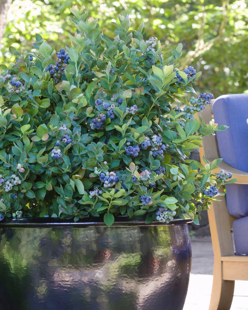 Place Containers In Morning Sun With Afternoon Shade