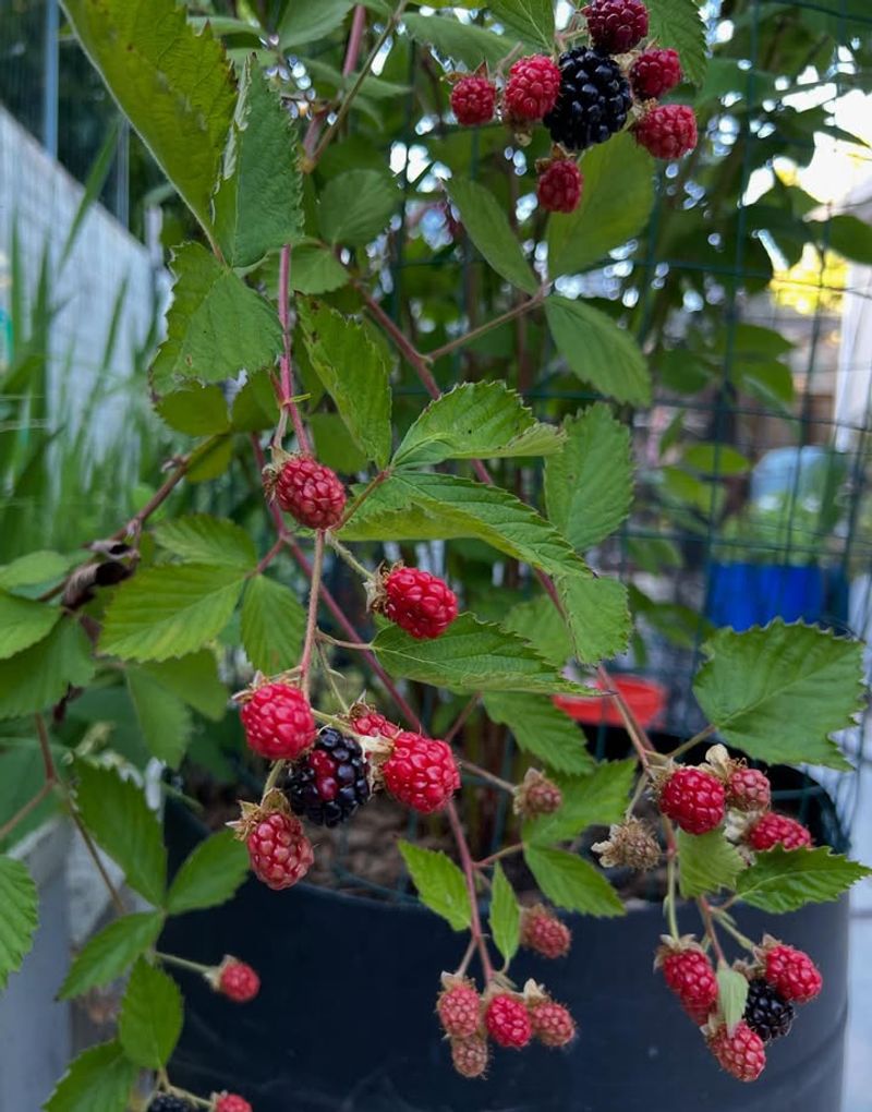 Place Containers Where Plants Get Morning Sun And Afternoon Protection