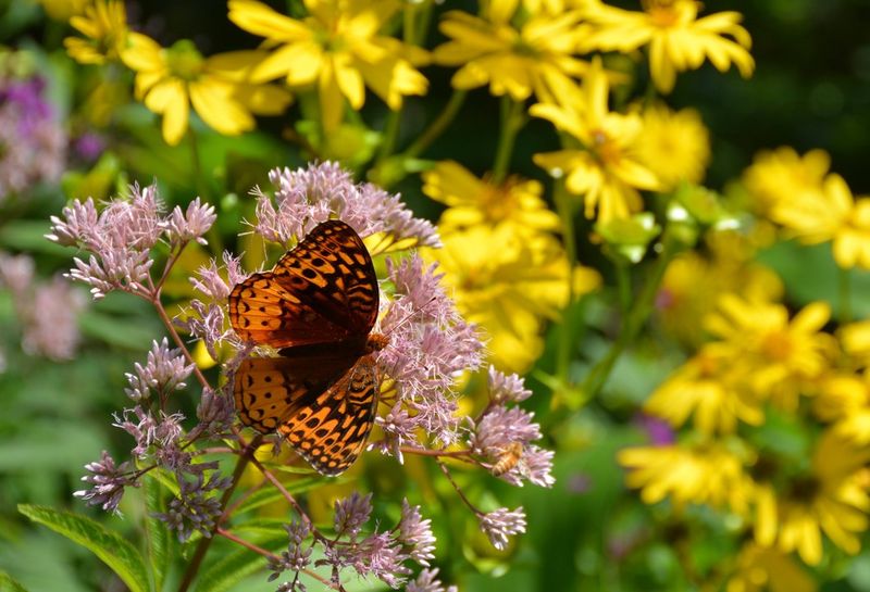 Feed Butterflies With Sweet Joe Pye Weed