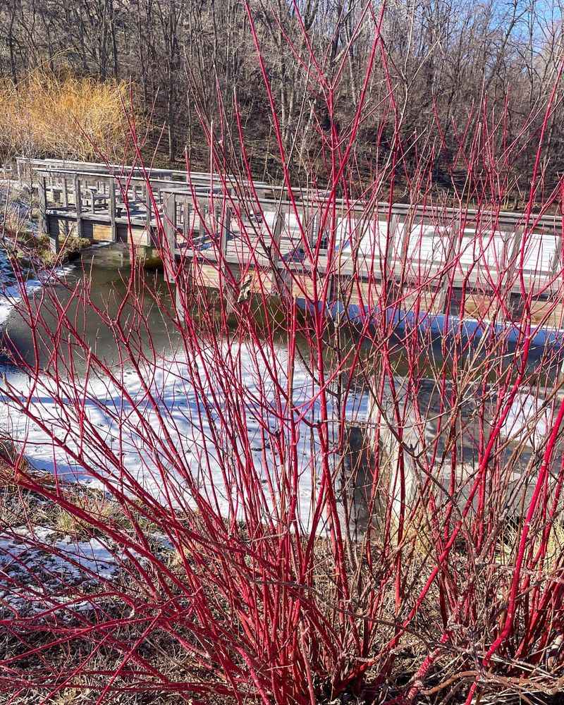 Add Winter Color With Redosier Dogwood