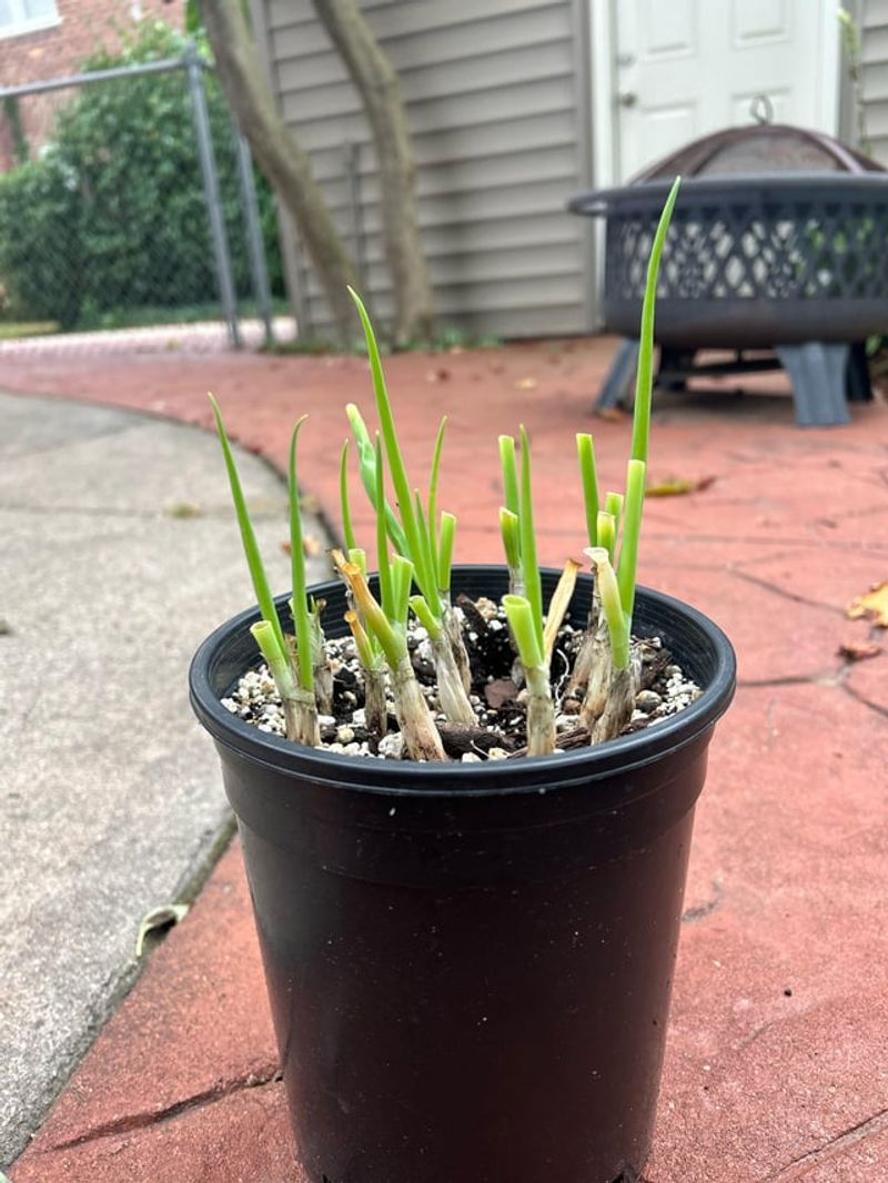 Provide Full Sun Exposure