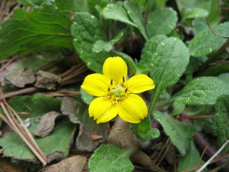 Brighten Part Shade With Green And Gold