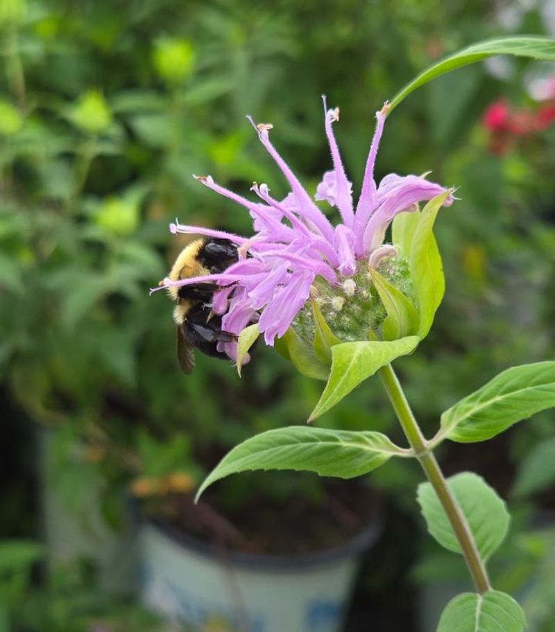 More Than Bees, It Brings The Whole Show