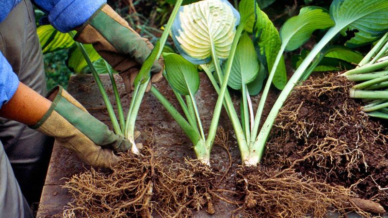 Divide Hostas After They Emerge