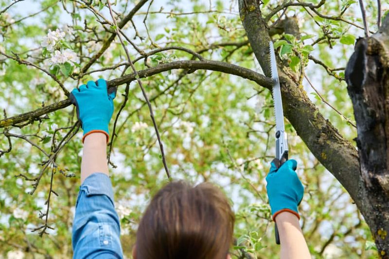 Do Fruit Tree Pruning During Dormant Season