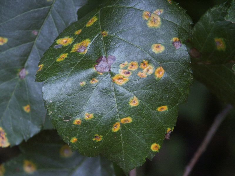 Cedar Apple Rust Forms Bright Spots On Leaves