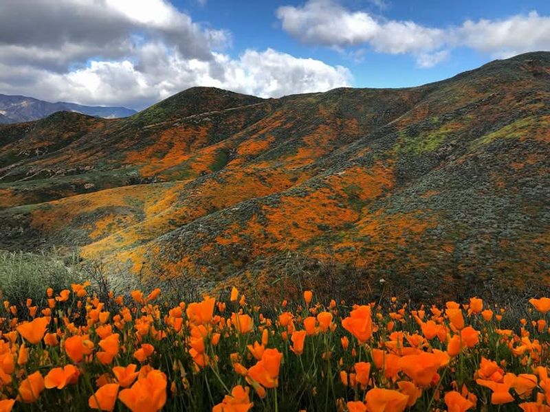 Superblooms Need Perfect Timing