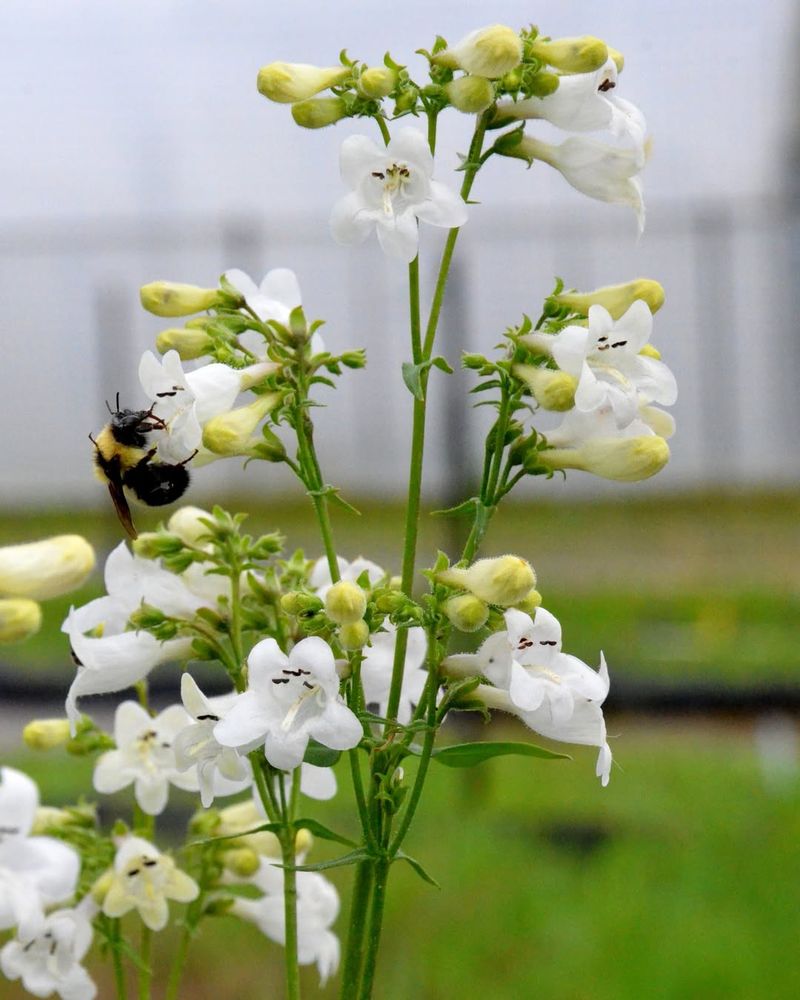Beardtongue (Penstemon digitalis)